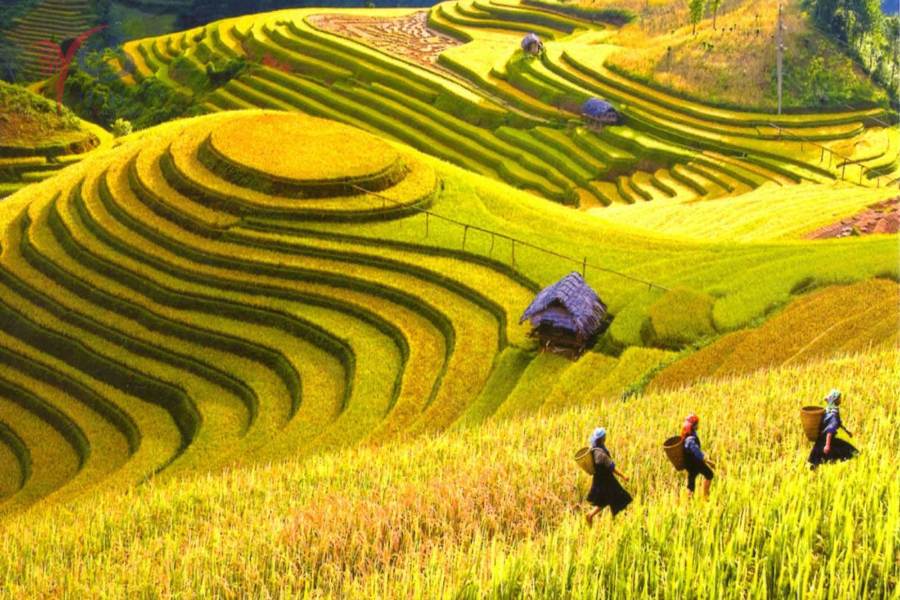 Tieu de