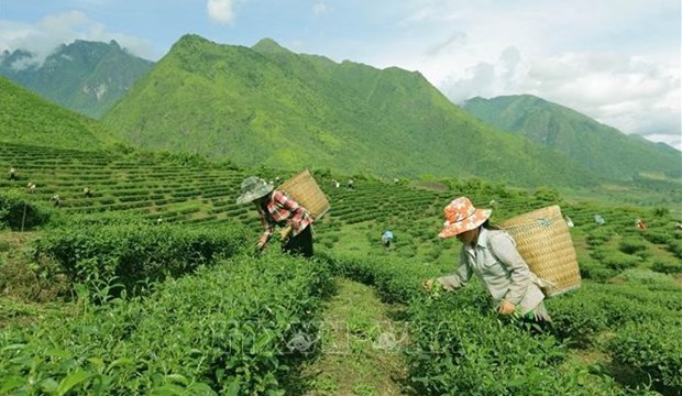 Tieu de