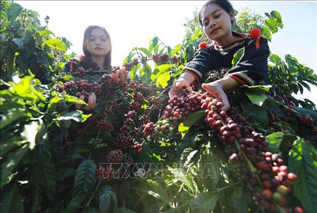 37 international delegations to join 8th Buon Ma Thuot coffee festival